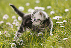 British Shorthair Kitten in the countryside