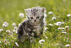 British Shorthair Kitten in the countryside