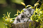 British Shorthair Kitten in the countryside