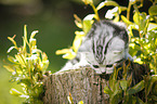 British Shorthair Kitten in the countryside