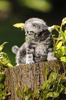 British Shorthair Kitten in the countryside