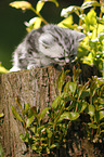 British Shorthair Kitten in the countryside