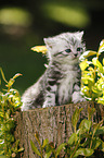 British Shorthair Kitten in the countryside