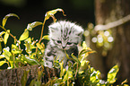 British Shorthair Kitten in the countryside