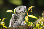 British Shorthair Kitten in the countryside