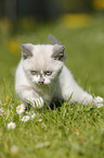 British Shorthair Kitten in the countryside