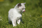 British Shorthair Kitten in the countryside