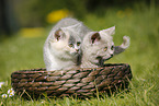2 British Shorthair Kitten in the countryside
