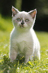 British Shorthair Kitten in the countryside