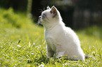 British Shorthair Kitten in the countryside