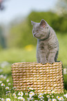 British Shorthair Kitten in the countryside