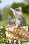 2 British Shorthair Kitten in the countryside