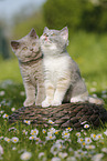 2 British Shorthair Kitten in the countryside