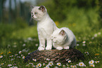 2 British Shorthair Kitten in the countryside