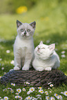 2 British Shorthair Kitten in the countryside