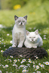 2 British Shorthair Kitten in the countryside