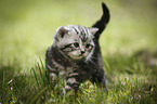 young British Shorthair Kitten in the countryside