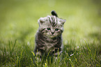 young British Shorthair Kitten in the countryside