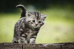 young British Shorthair Kitten in the countryside