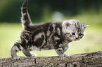 young British Shorthair Kitten in the countryside