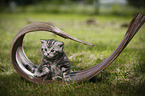 young British Shorthair Kitten in the countryside