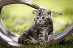 young British Shorthair Kitten in the countryside