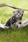 young British Shorthair Kitten in the countryside