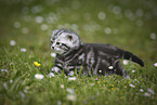 young British Shorthair Kitten in the countryside