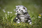 young British Shorthair Kitten in the countryside