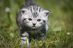 young British Shorthair Kitten in the countryside