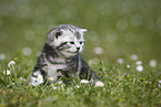 young British Shorthair Kitten in the countryside