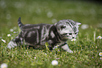 young British Shorthair Kitten in the countryside