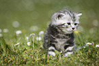 young British Shorthair Kitten in the countryside