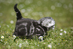 young British Shorthair Kitten in the countryside