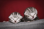 2 British Shorthair Babies