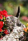 British Shorthair Kitten