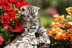 British Shorthair Kitten