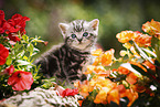 British Shorthair Kitten