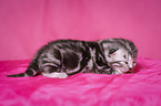 newborn British Shorthair kitten