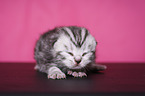 newborn British Shorthair kitten