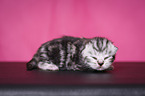 newborn British Shorthair kitten