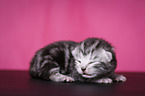 newborn British Shorthair kitten