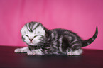 newborn British Shorthair kitten