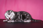 newborn British Shorthair kitten