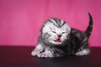 newborn British Shorthair kitten