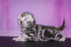 newborn British Shorthair kitten