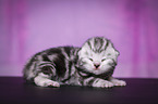 newborn British Shorthair kitten