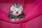 newborn British Shorthair kitten