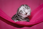 newborn British Shorthair kitten