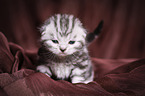 young British Shorthair Kitten